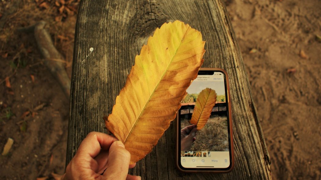 chestnut-leaf-7414393_1280